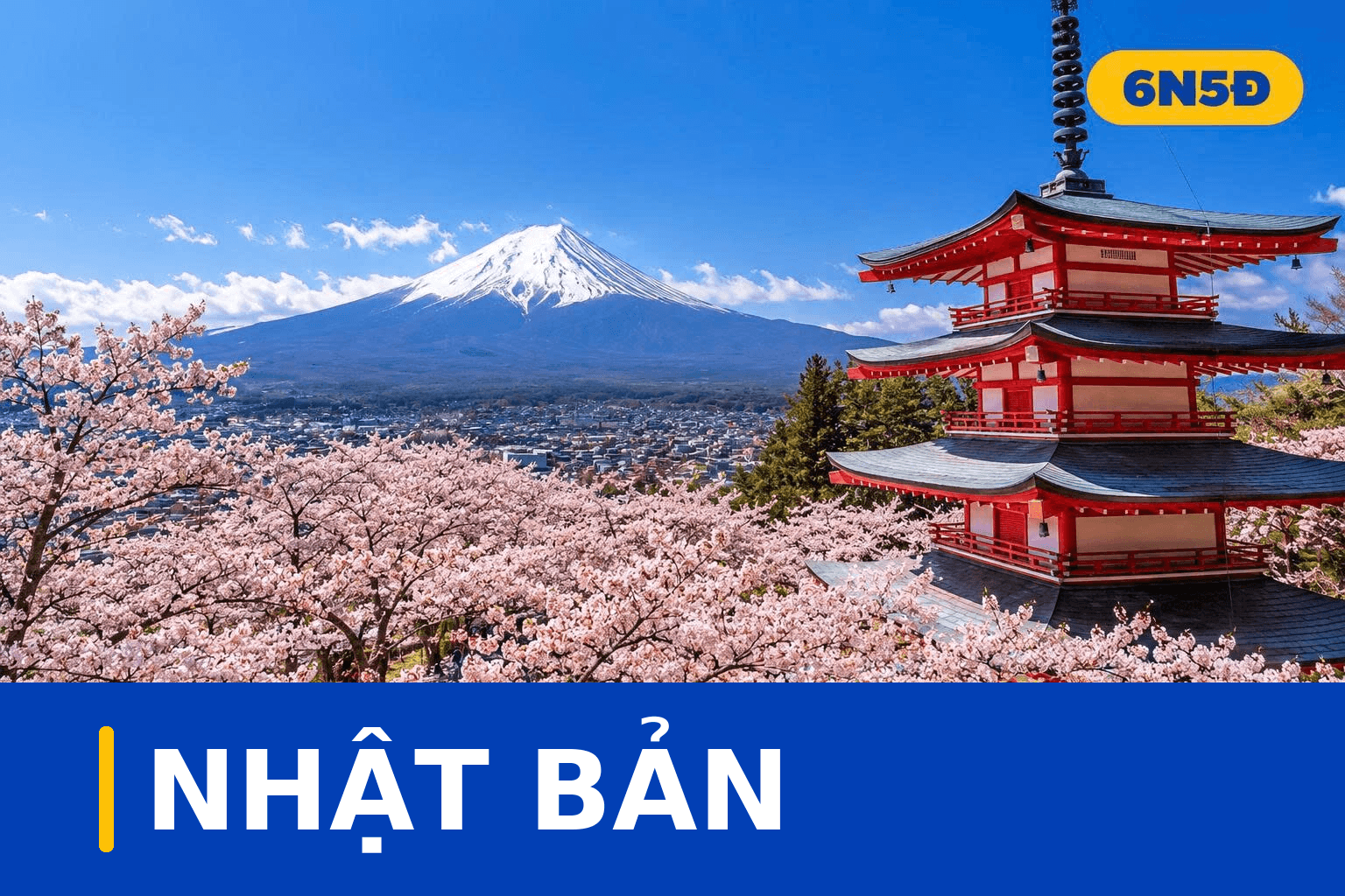 HOA ANH ĐÀO NHẬT BẢN 2025